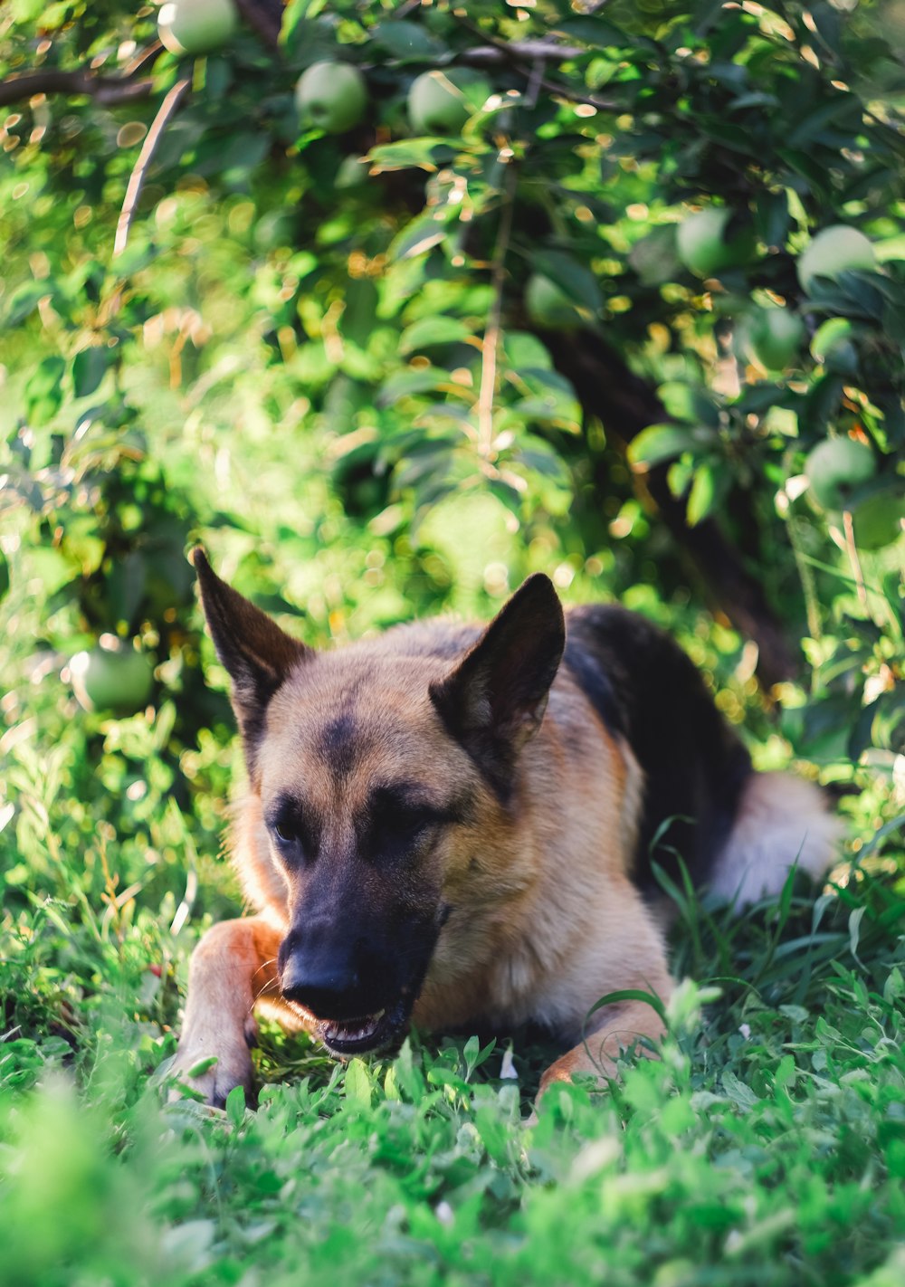 brown and black German Shepherd