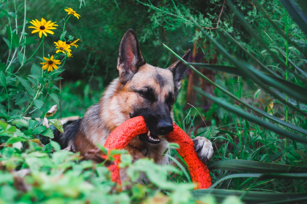 tan German shepherd