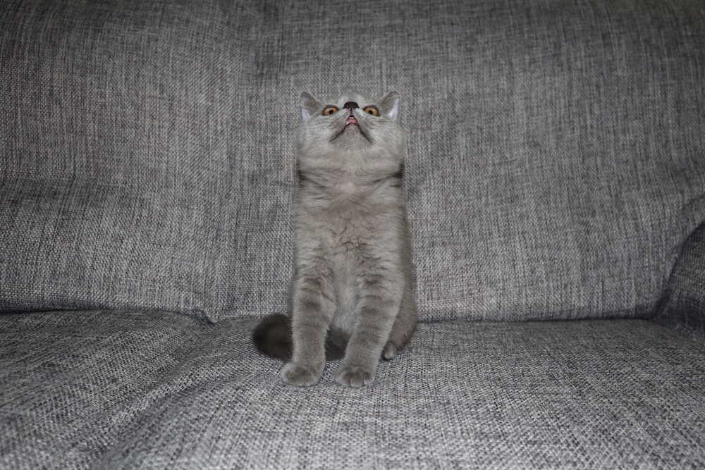 gray cat sitting on sofa
