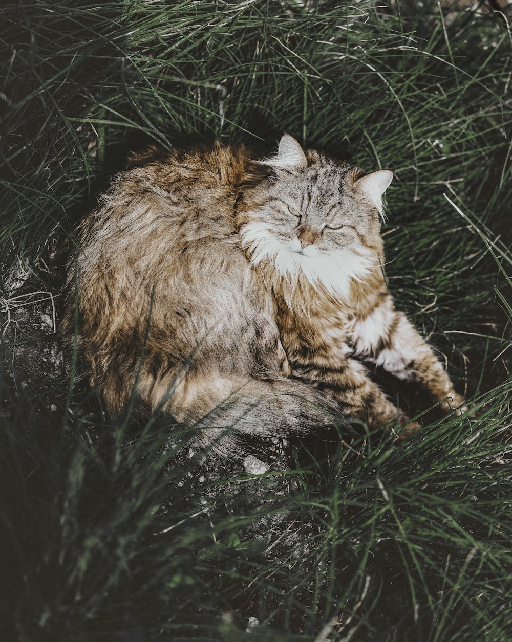 brown, white, and black maine coon cat