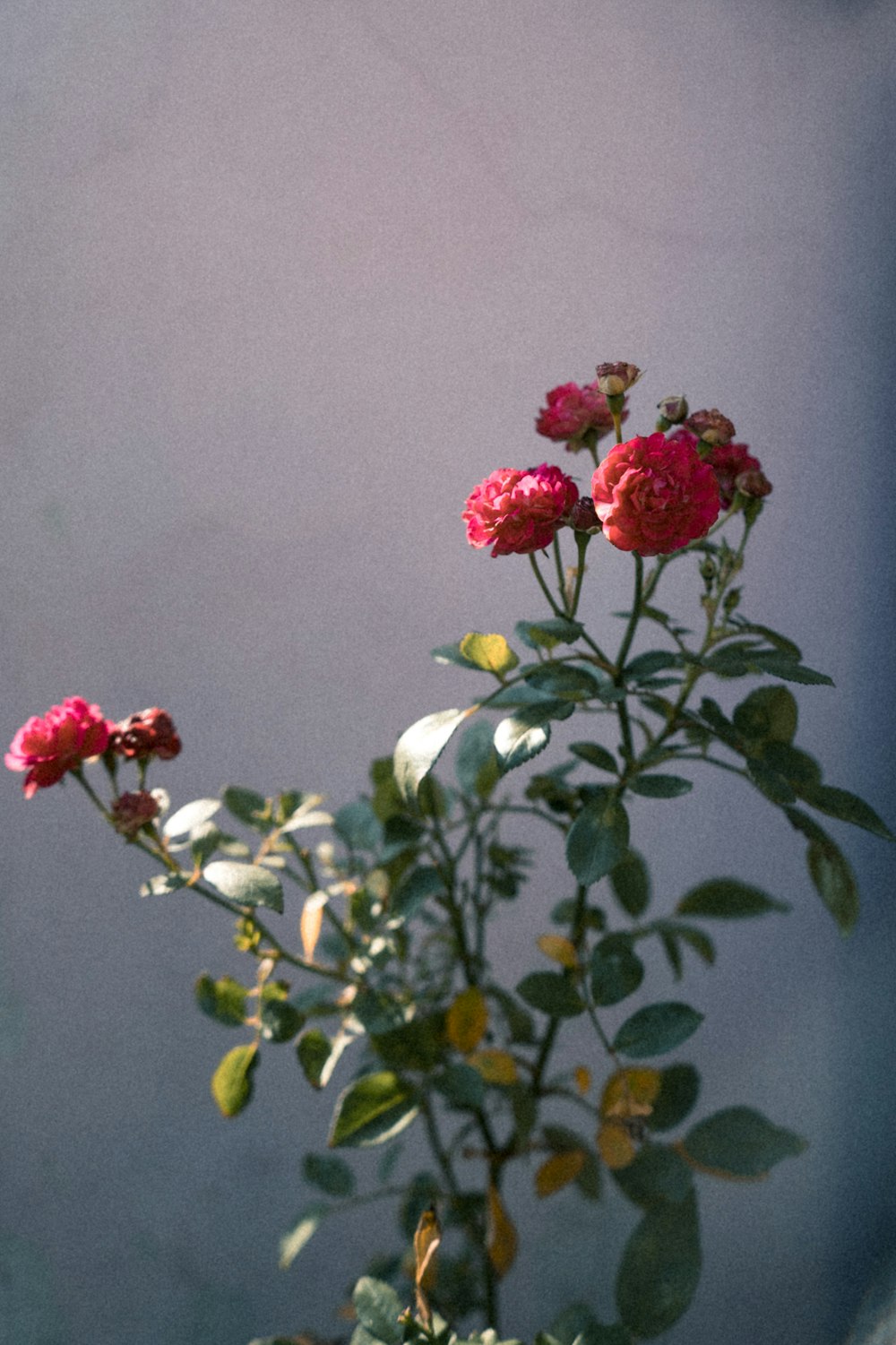 red petaled flower