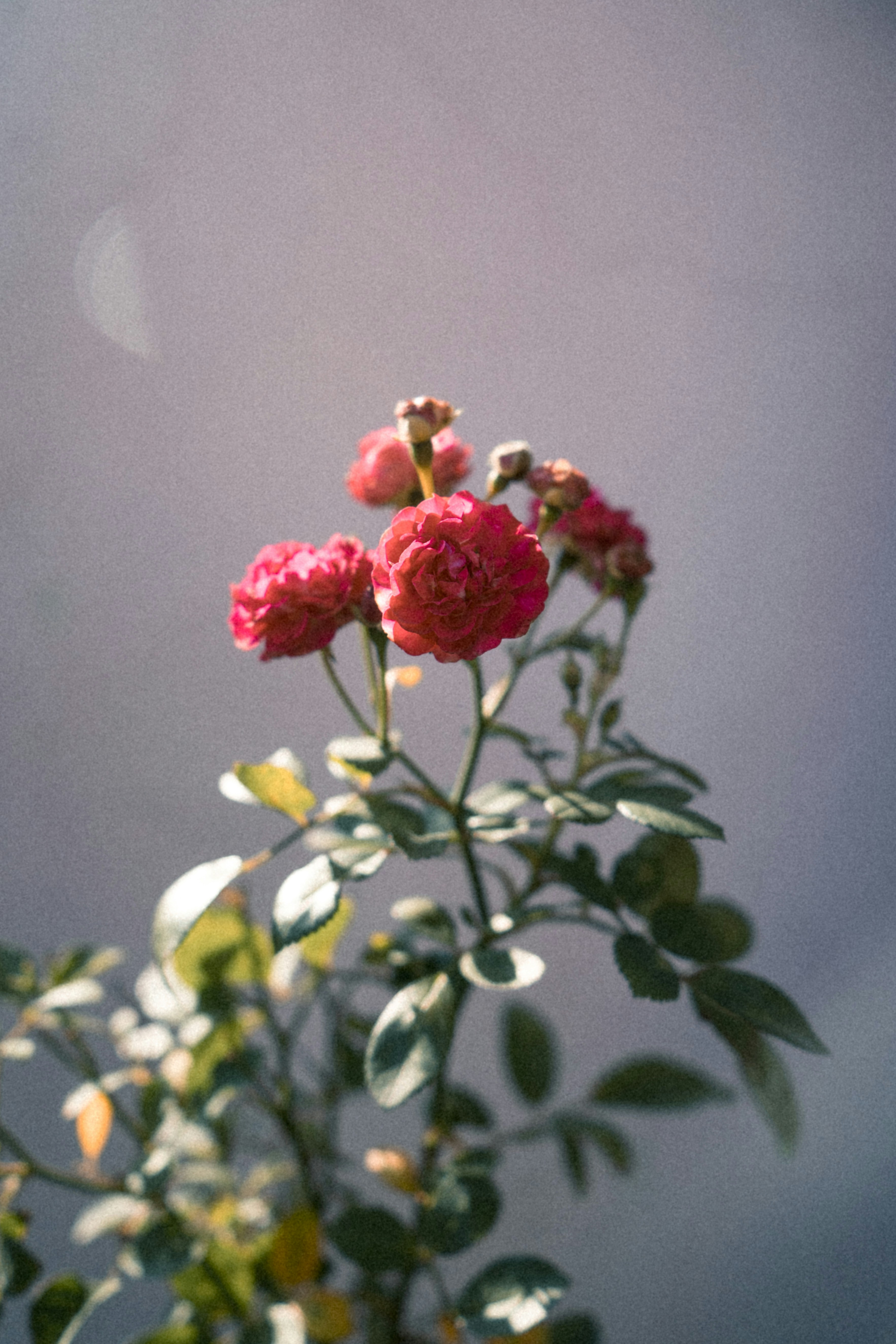 Photo by graylab