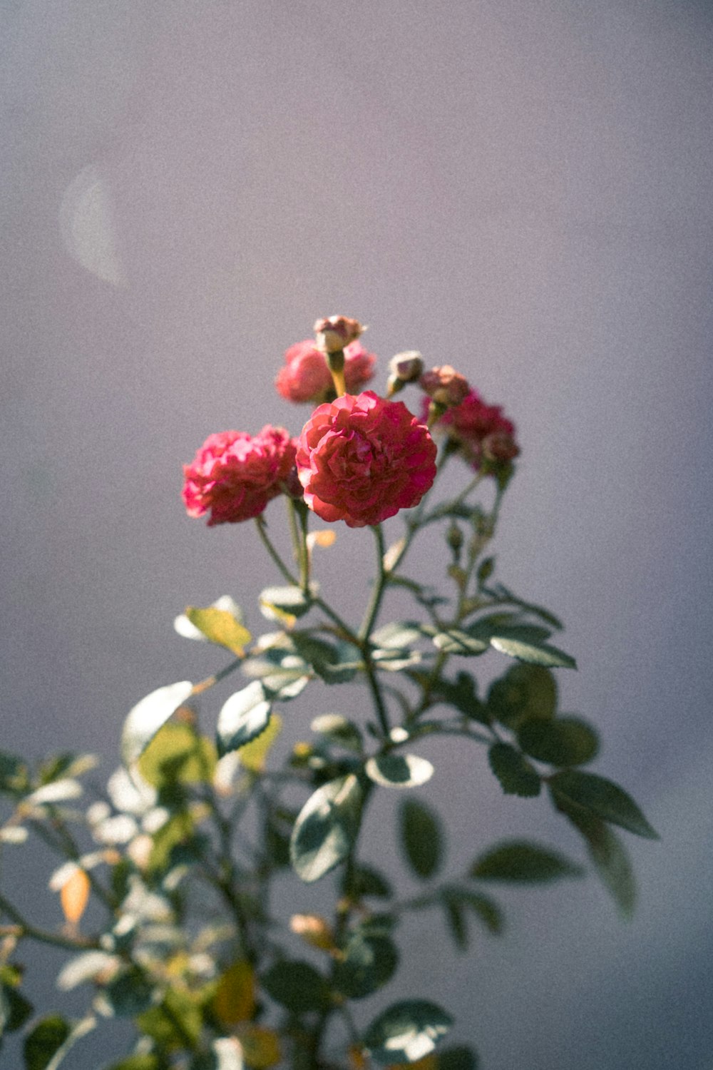 red petaled flowers