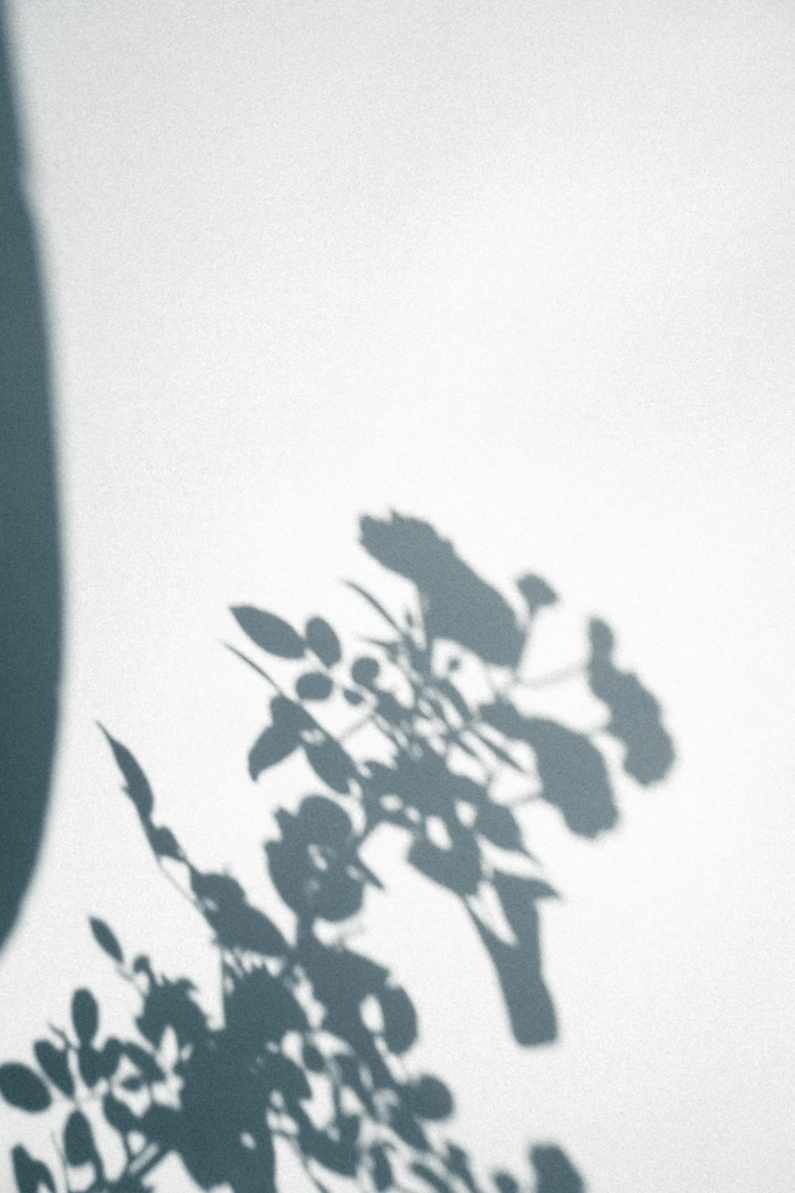 Soft, cool shadows of leaves on a pale wall.