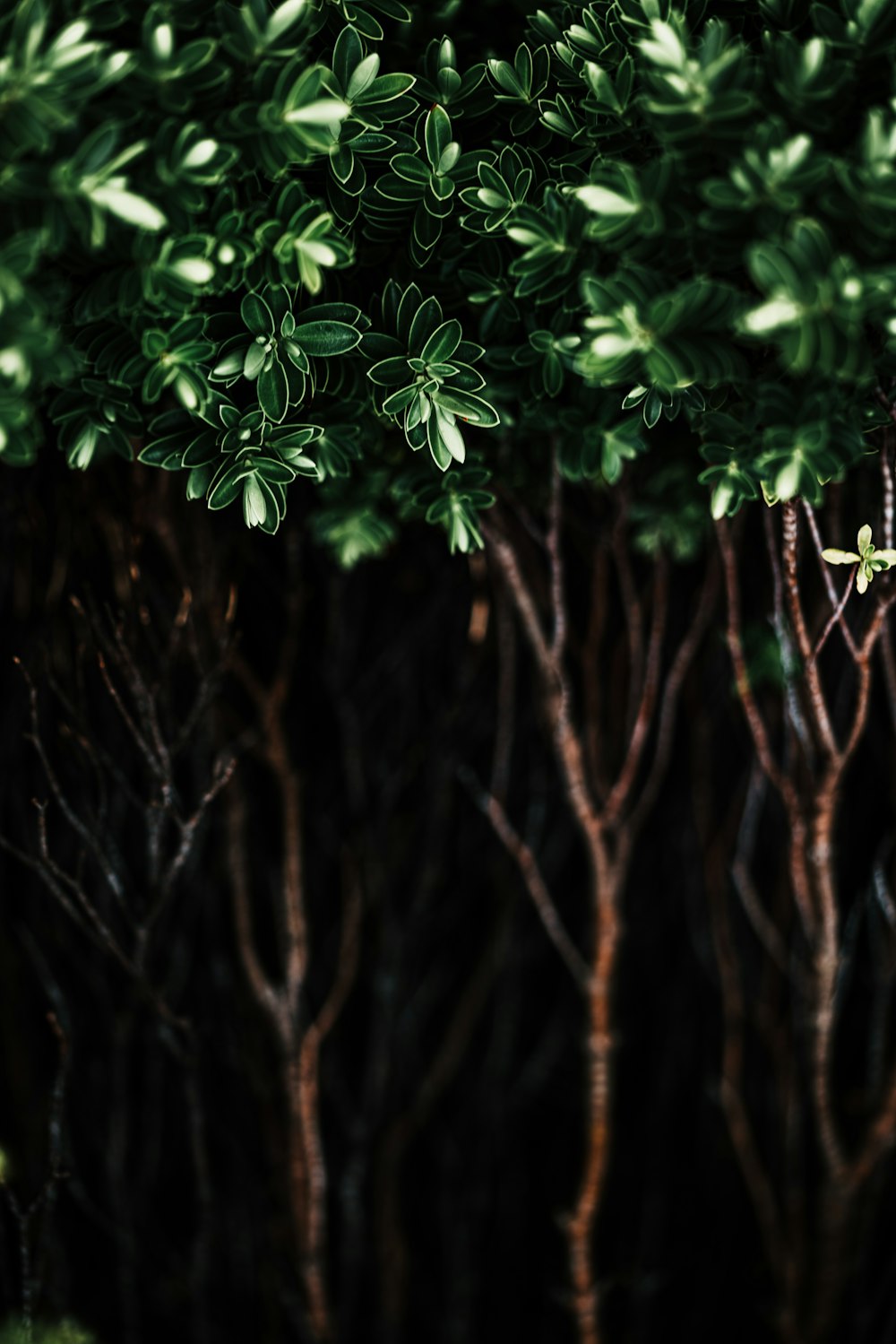 green-leafed plants