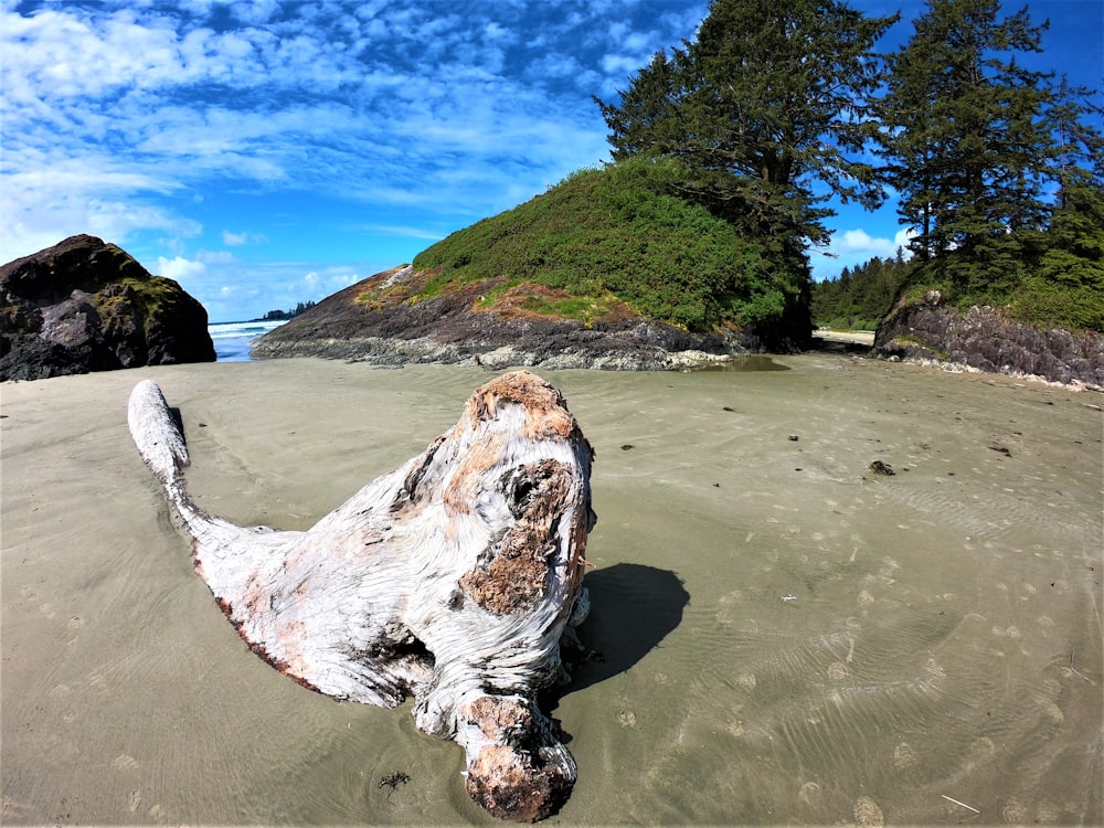 driftwood on sand