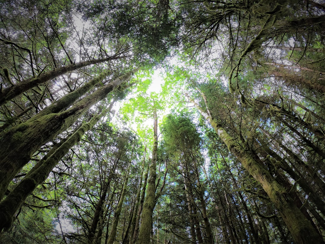 Forest photo spot Combers Beach Trail Cathedral Grove