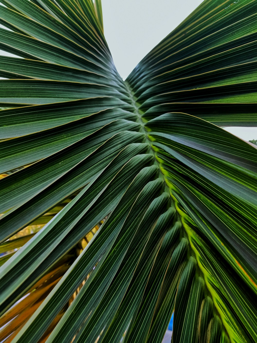 green palm tree