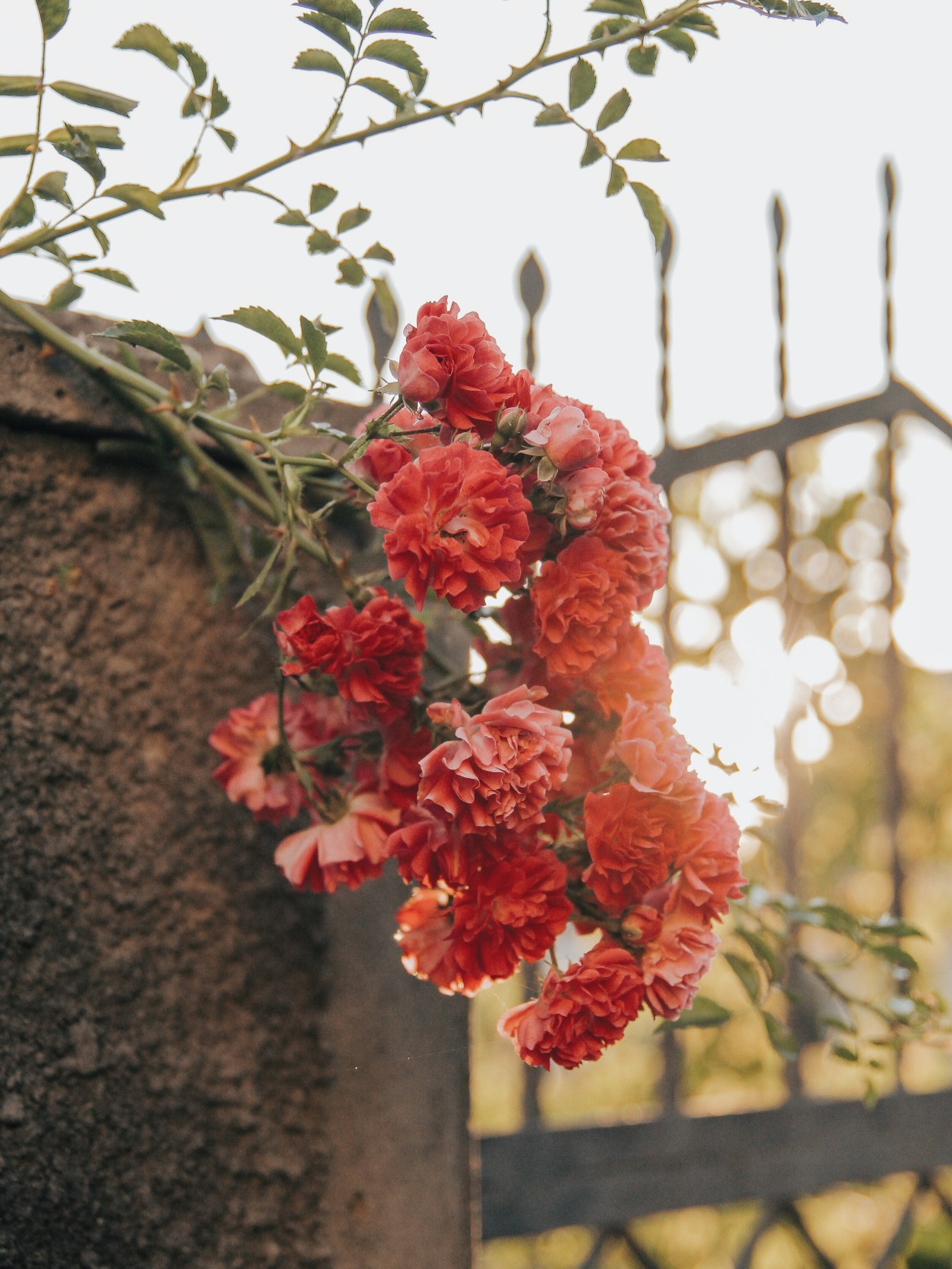 Canon EOS 7D + Tamron SP AF 17-50mm F2.8 XR Di II LD Aspherical (IF) sample photo. Blooming red flowers near photography