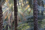 Rows of palm trees in Qassim with sunlight filtering through the leaves