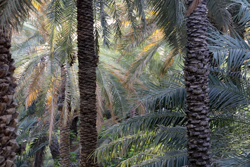 Rows of palm trees in Qassim with sunlight filtering through the leaves