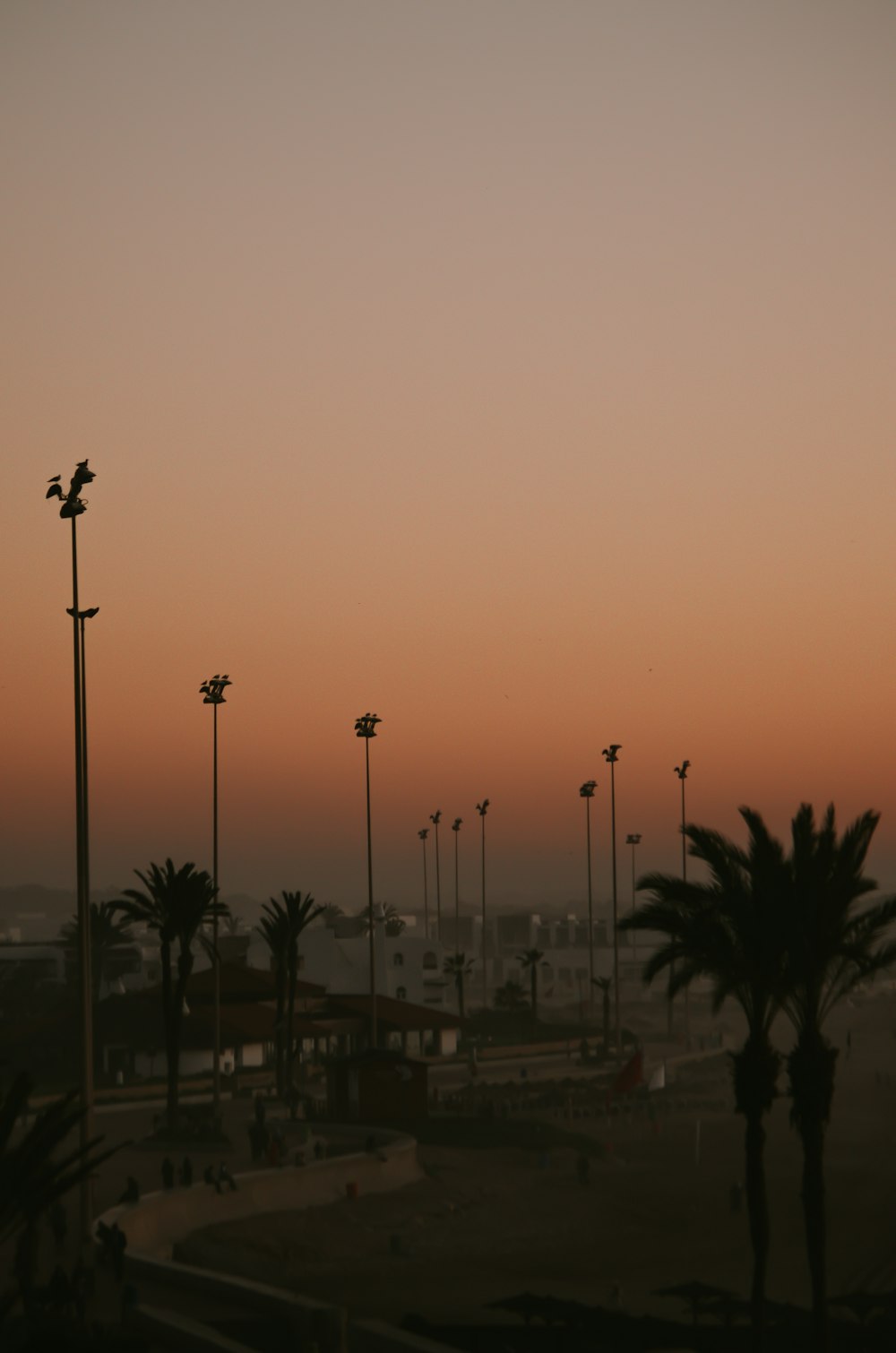 two palm trees during golden hour