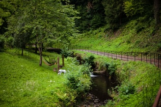 A serene forest setting with a lush, green landscape. A small stream runs alongside a dirt path bordered by a metal railing. A white dog is standing near a colorful hammock strung between two trees, surrounded by various types of vegetation.