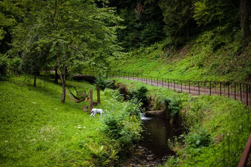 A serene forest setting with a lush, green landscape. A small stream runs alongside a dirt path bordered by a metal railing. A white dog is standing near a colorful hammock strung between two trees, surrounded by various types of vegetation.
