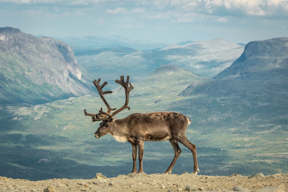 brown moose on gray field