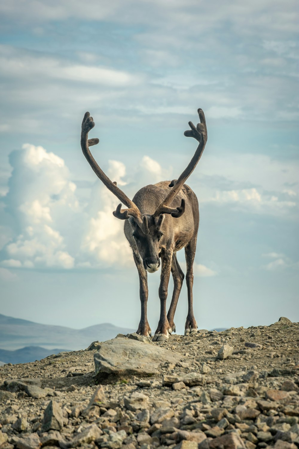 brown moose on focus photography