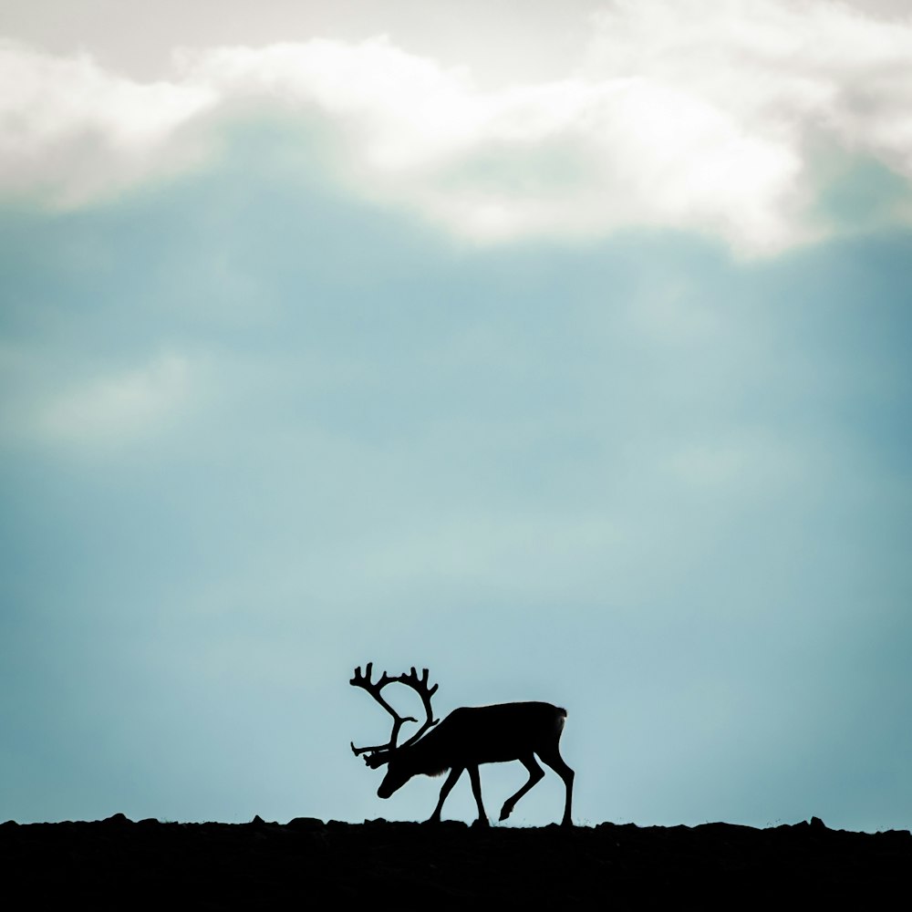 silhouette photo of moose