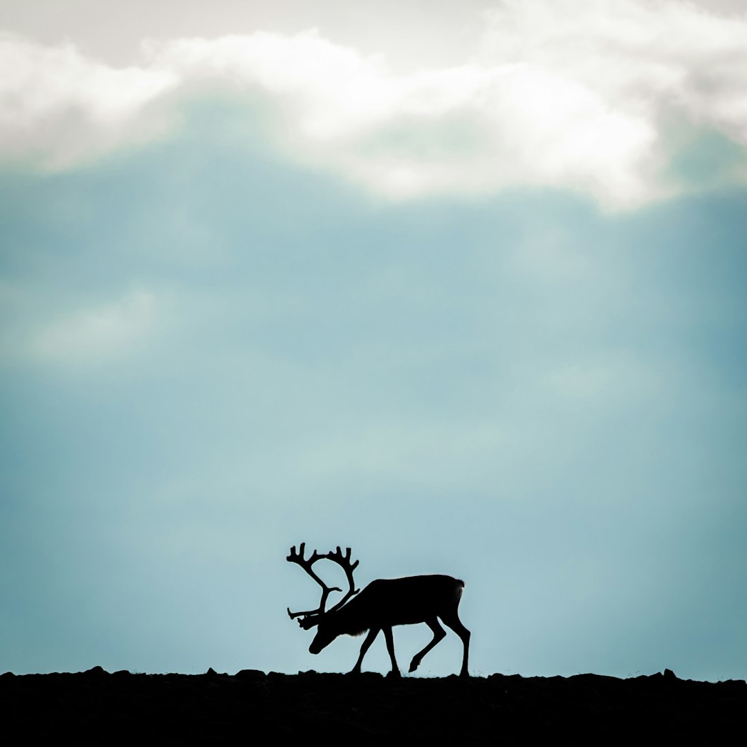 silhouette photo of moose