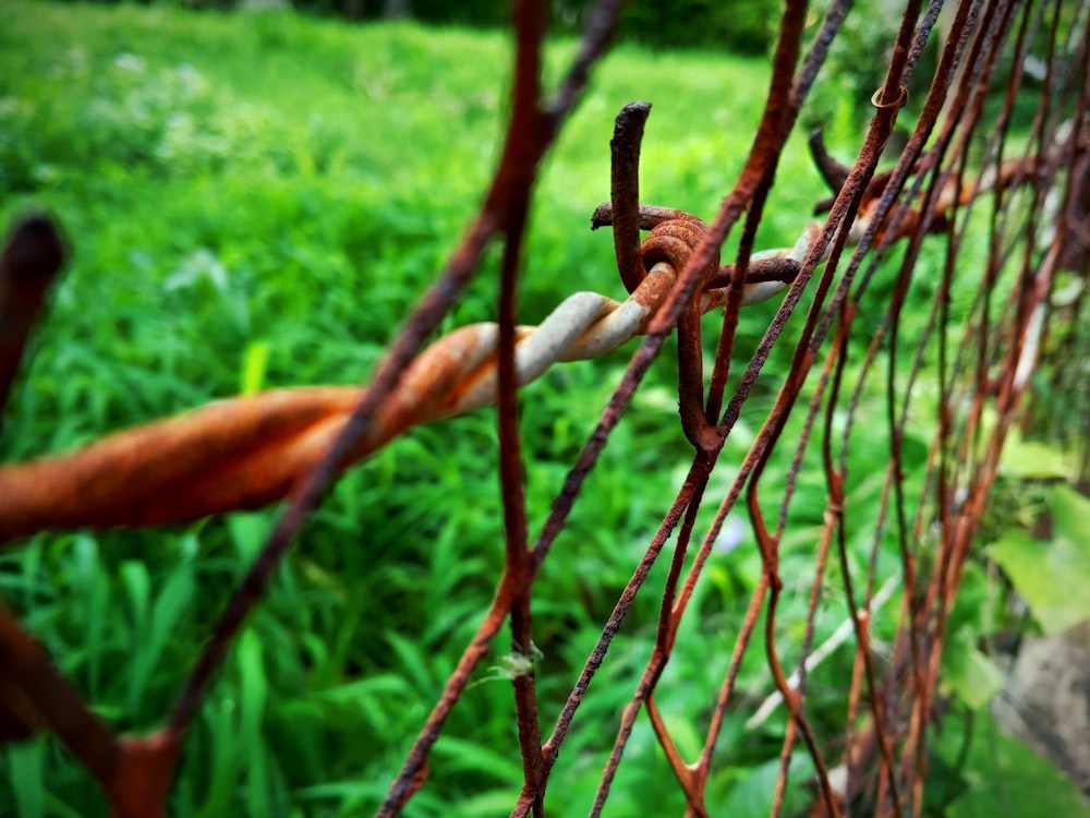 rusted chain-linked fence