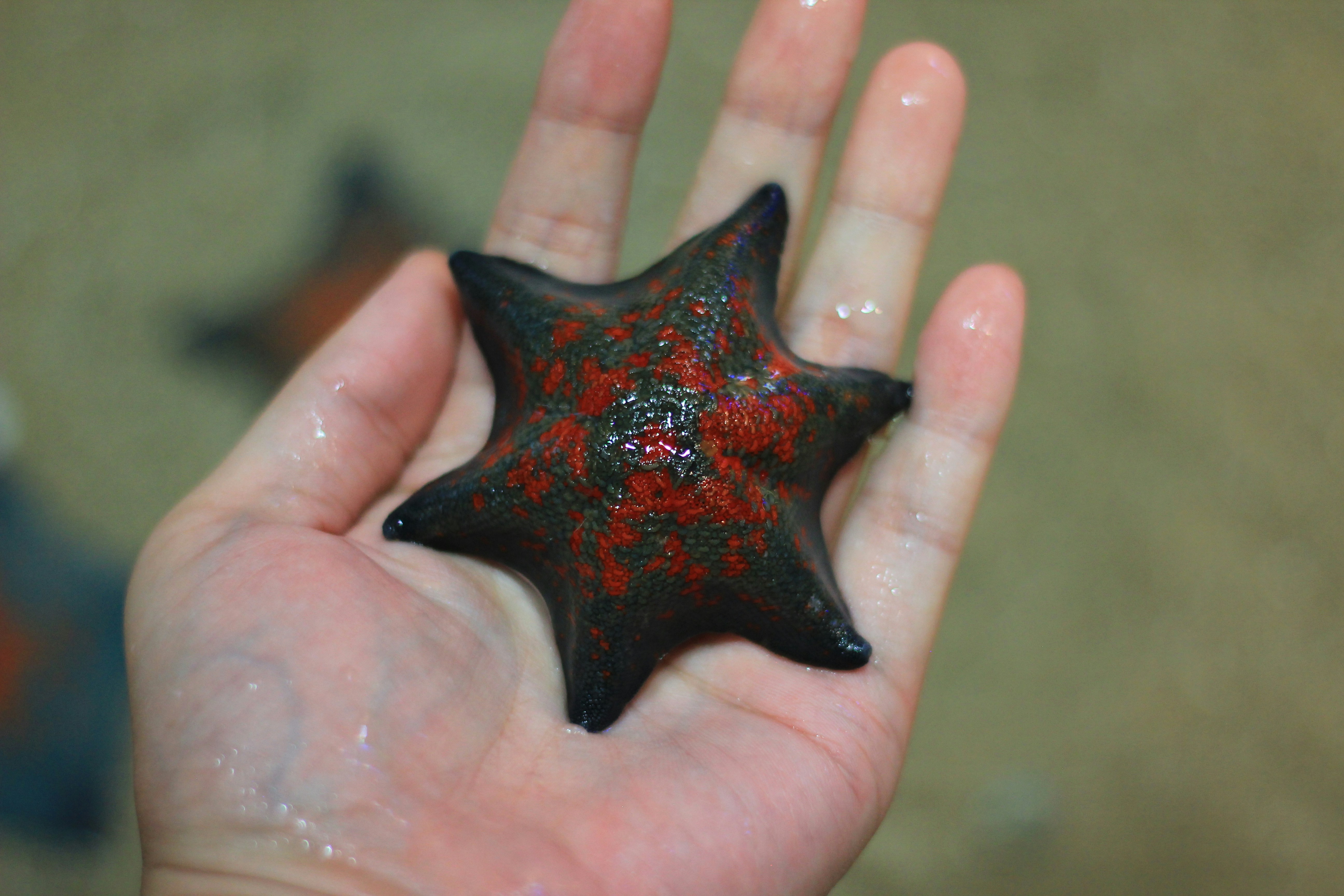 white black starfish