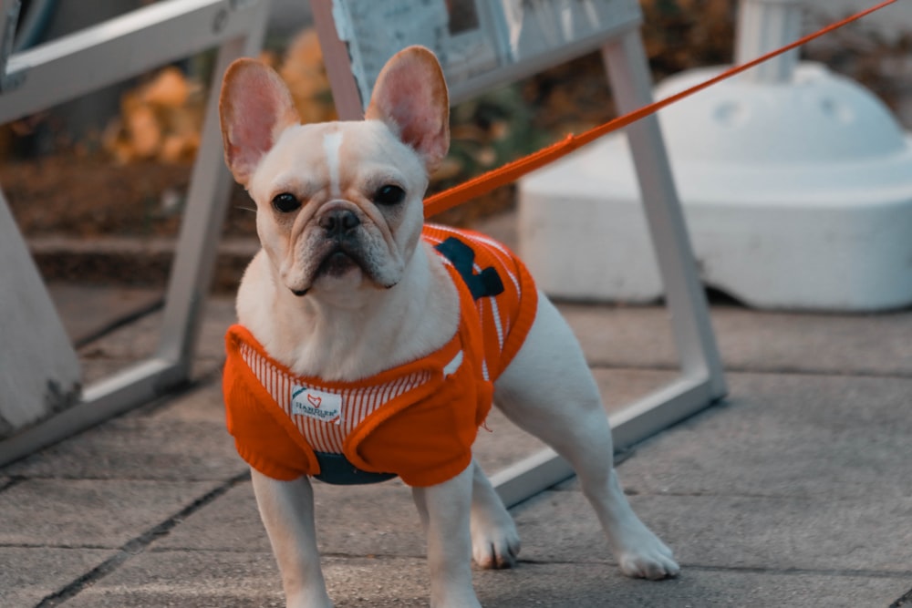 adult fawn French bulldog