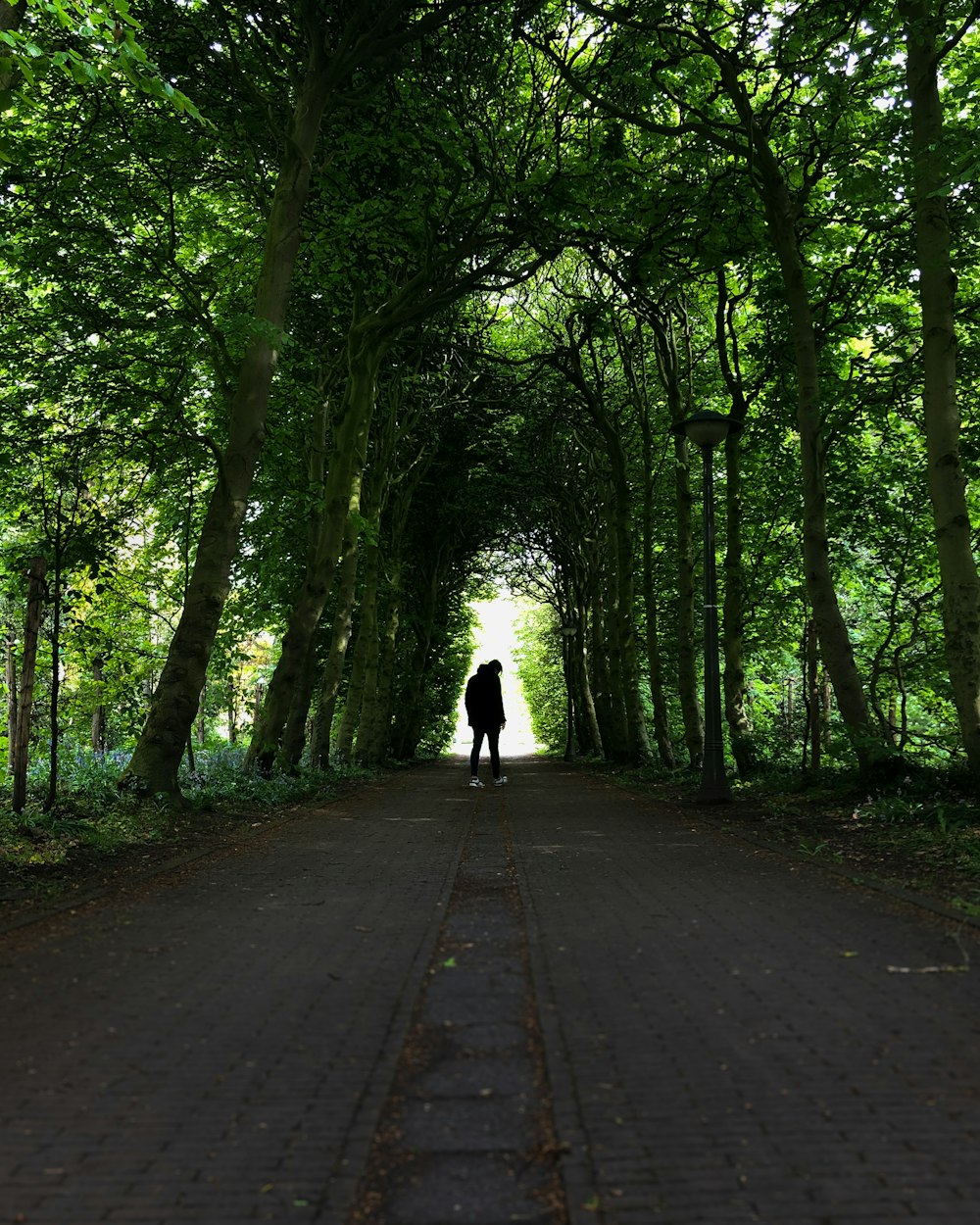 person standing under tree tunnel