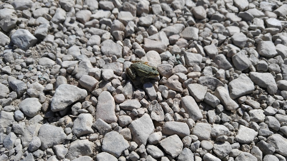 green frog on grey stones