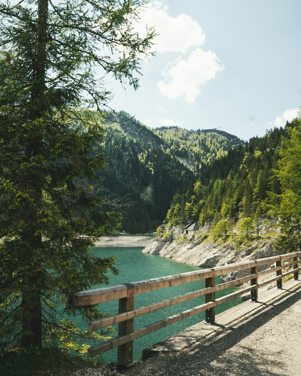 green trees near body of water