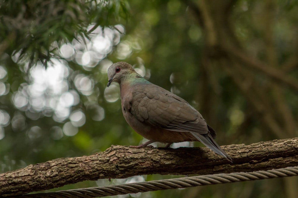 gray and white bird on brown tree branch during daytime