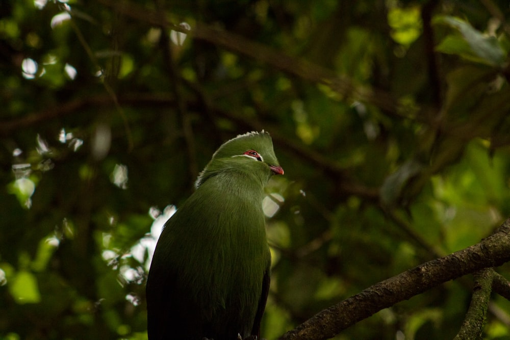 green bird