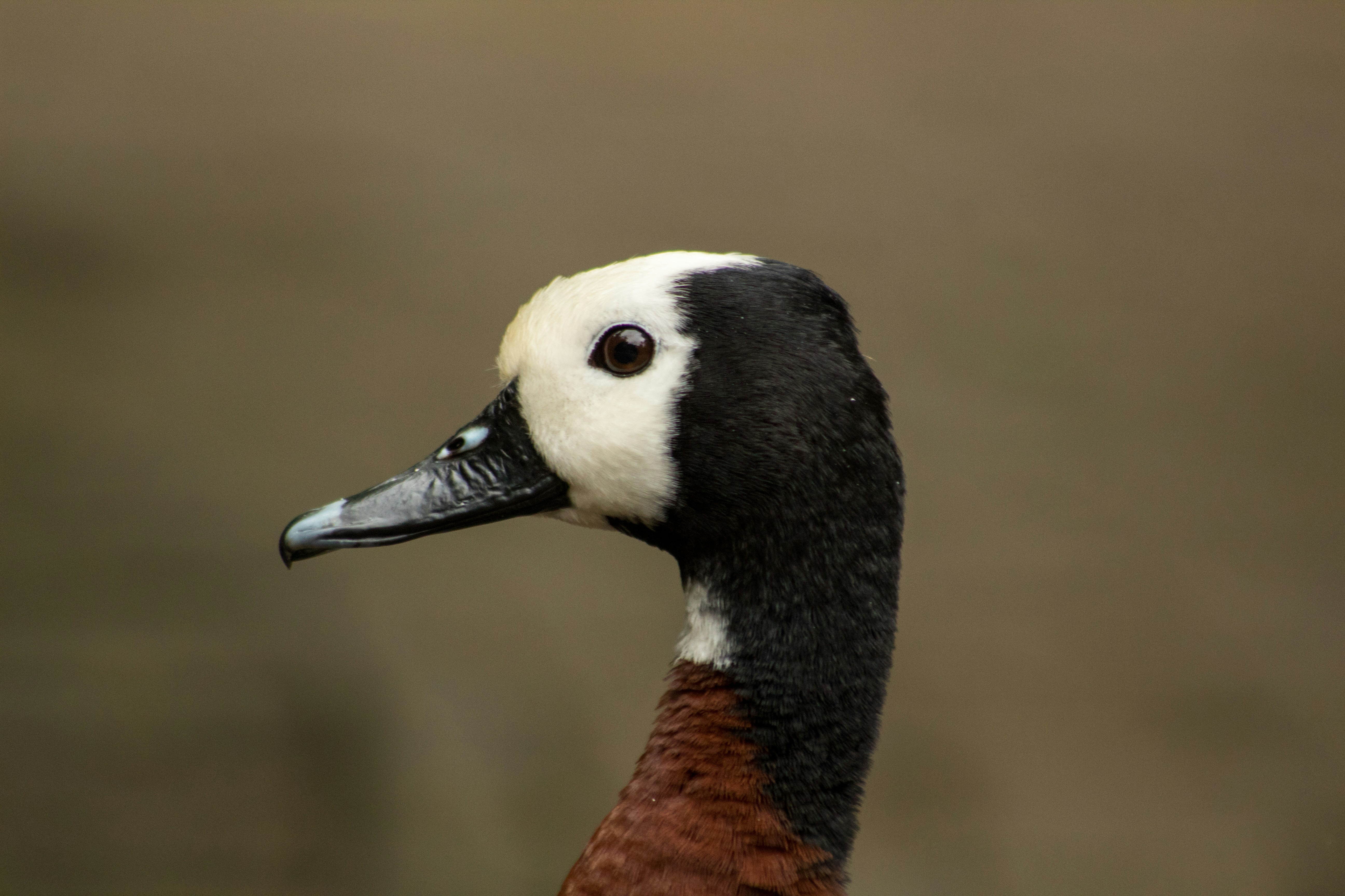selective focus photography of black, brown, and white goose