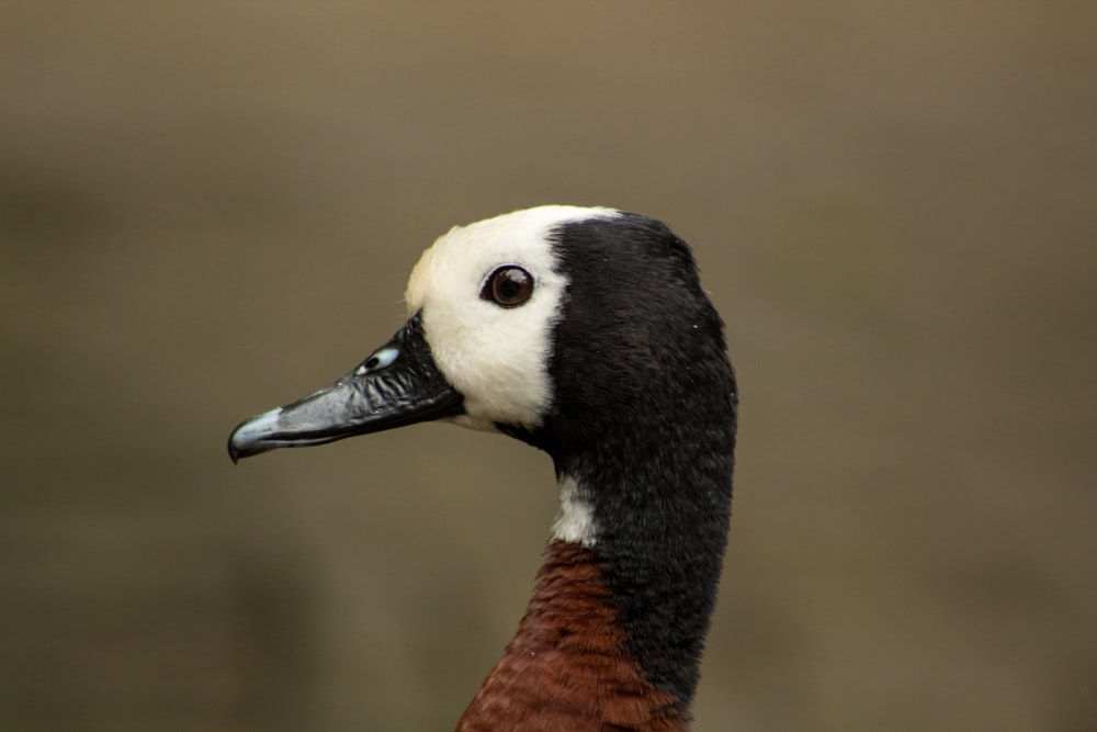 selective focus photography of black, brown, and white goose