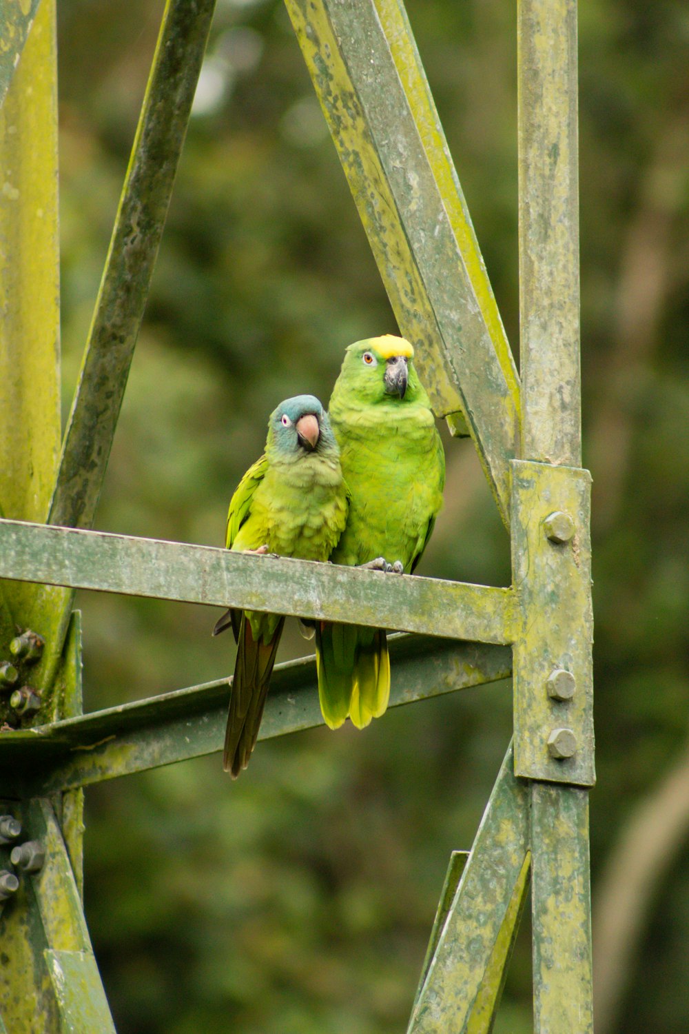 two green parrots