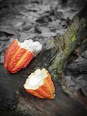 red and white Theobroma cacao