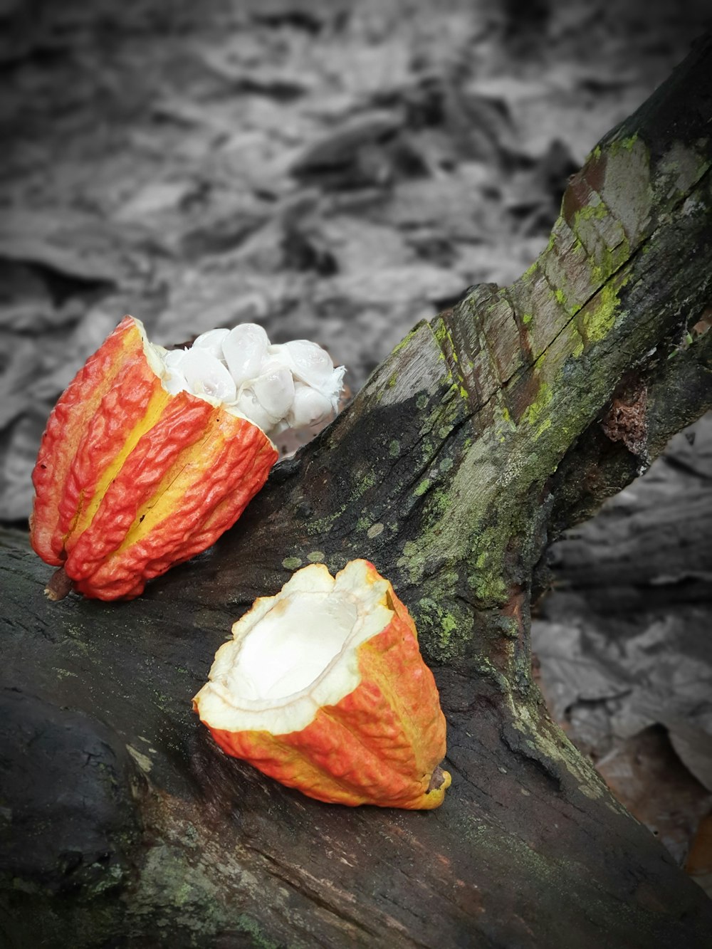 Theobroma cacao rojo y blanco