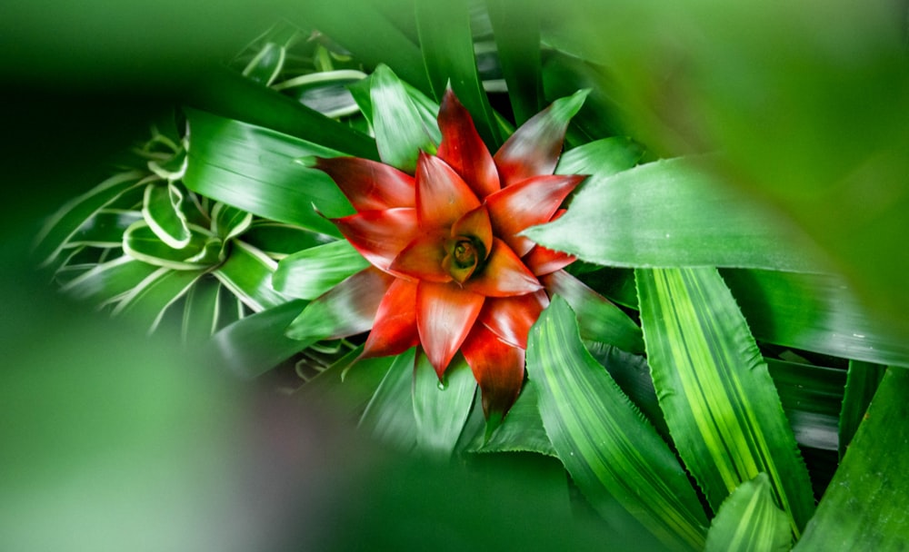 red-petaled flower