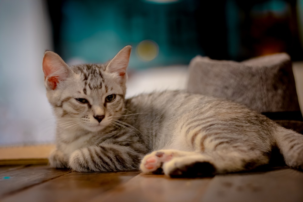 short-fur gray and brown kitten