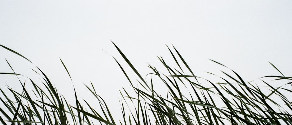 field of linear leafed plants