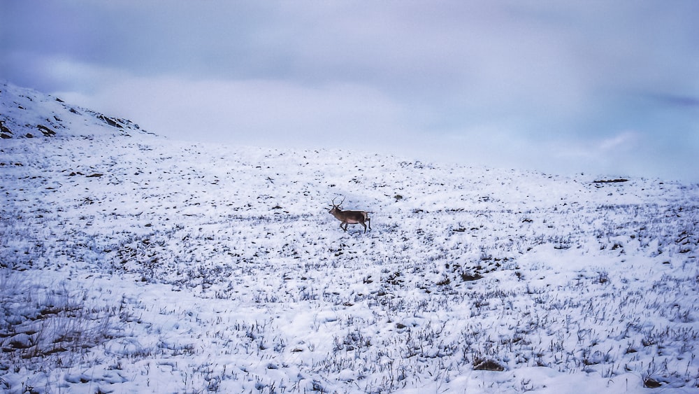 animal marrón en la nieve