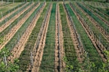 Neatly aligned rows of young grapevines in a vineyard stretch across the landscape, with wooden stakes supporting the delicate plants. The ground between the rows is freshly tilled, and lush greens contrast with the earthy brown soil. Sparse greenery hints at the vineyard's rural location and the nurturing environment provided for the vines.