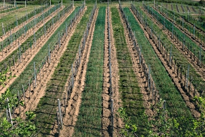 Neatly aligned rows of young grapevines in a vineyard stretch across the landscape, with wooden stakes supporting the delicate plants. The ground between the rows is freshly tilled, and lush greens contrast with the earthy brown soil. Sparse greenery hints at the vineyard's rural location and the nurturing environment provided for the vines.