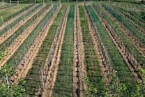 Neatly aligned rows of young grapevines in a vineyard stretch across the landscape, with wooden stakes supporting the delicate plants. The ground between the rows is freshly tilled, and lush greens contrast with the earthy brown soil. Sparse greenery hints at the vineyard's rural location and the nurturing environment provided for the vines.