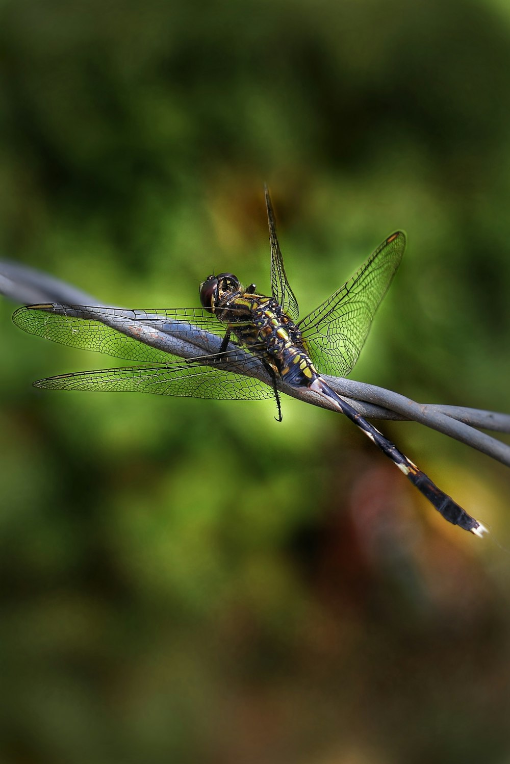 black dragonfly