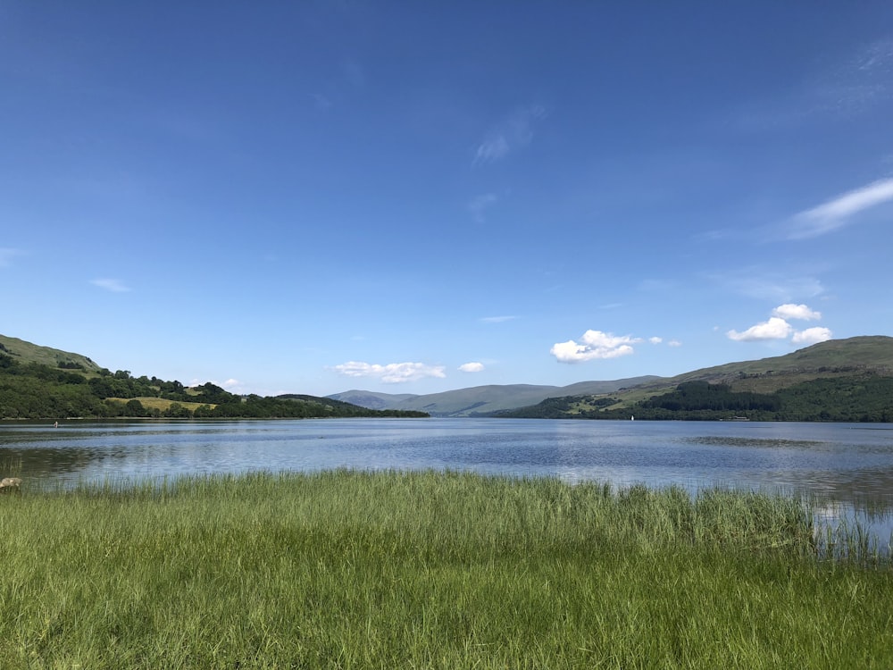 Herbe sur le plan d’eau pendant la journée