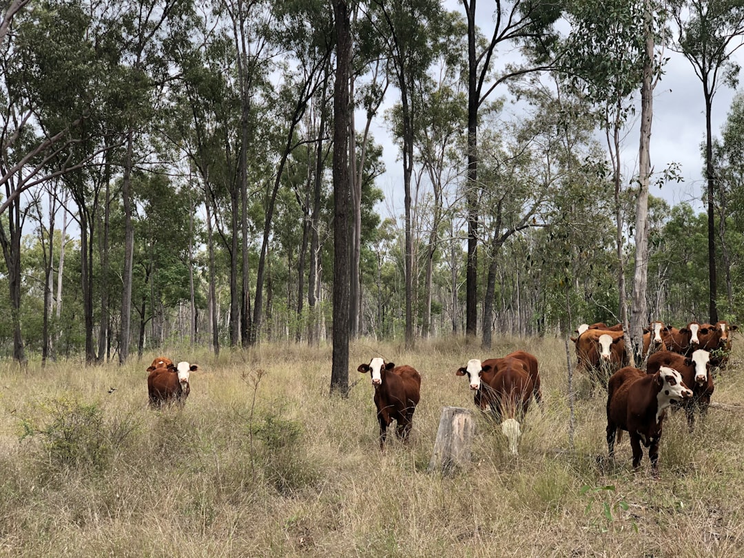 Nature reserve photo spot Hollywell Rd Australia