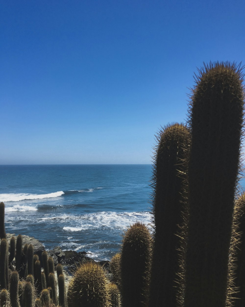 cactus plants