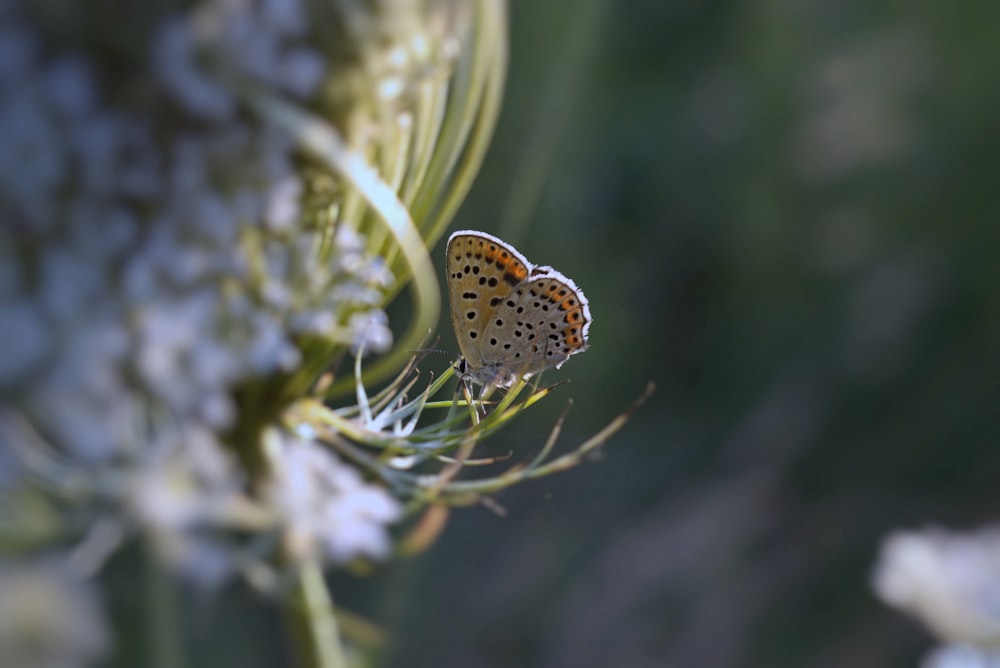 brown butterfly