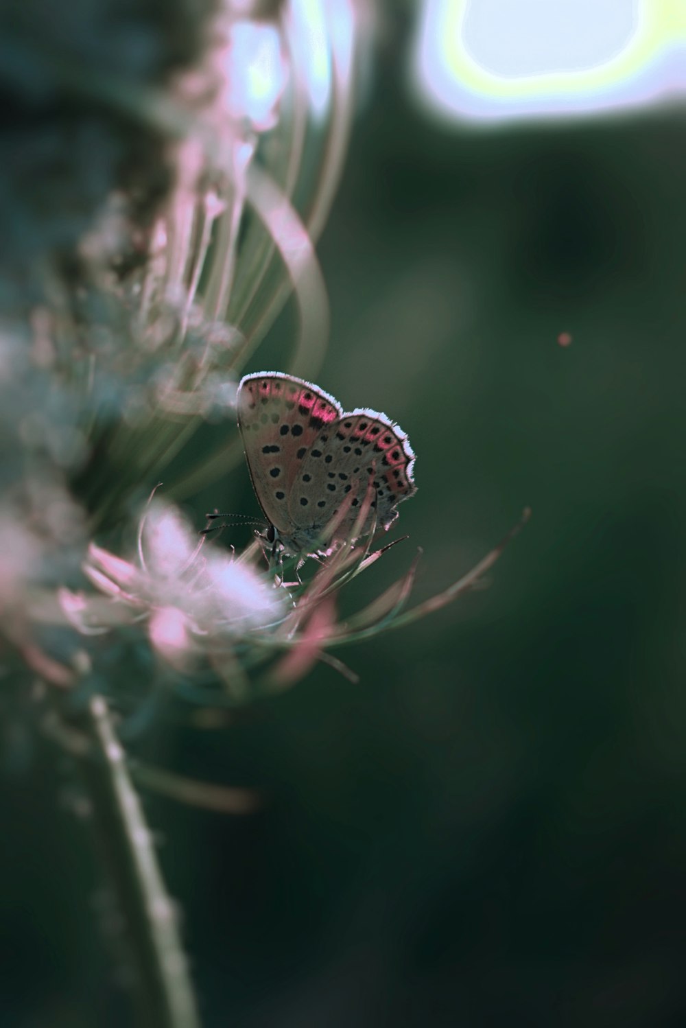 brown butterfly