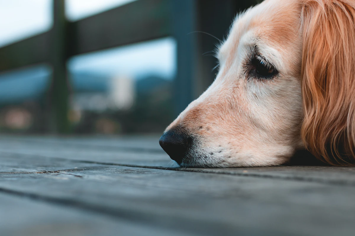 Golden retriever dog looking healthy and relaxed outdoors