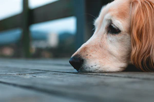 Healthy dog outdoors after a vet checkup